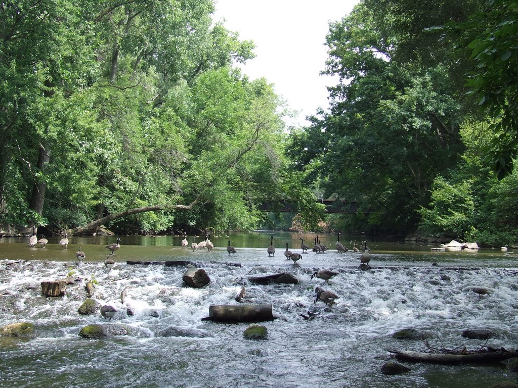 Life Lessons From the Red Cedar